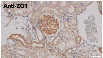 ZO1 antibody