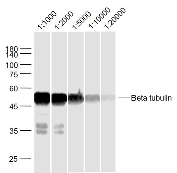 Beta Tubulin(Loading Control) antibody