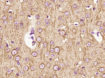 Beta Tubulin(Loading Control) antibody