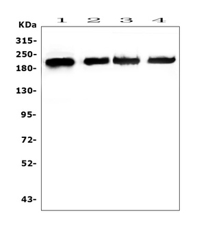 AREB6/ZEB1 Antibody