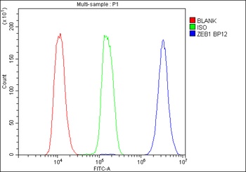 AREB6/ZEB1 Antibody