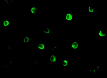 NOD2 Antibody