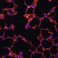 CD277 antibody