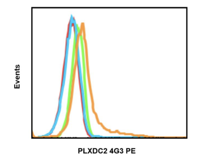 Anti-PLXDC2 (4G3) rabbit mAb PE Conjugate