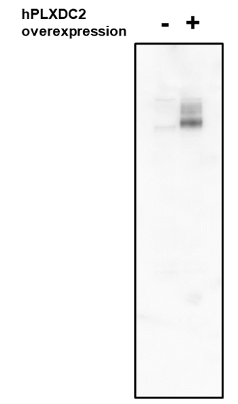 Anti-PLXDC2 (4G3) rabbit mAb Biotin Conjugate