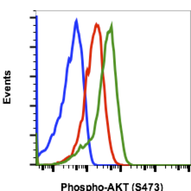 Phospho-Akt1 (Ser473) (B9) rabbit mAb Antibody