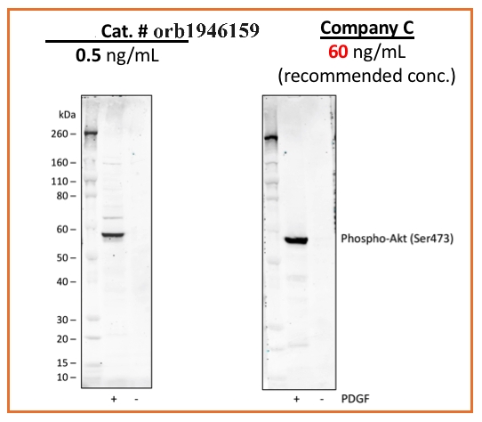 Phospho-Akt1 (Ser473) (B9) rabbit mAb Antibody