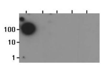 Histone H3 K37me1 antibody