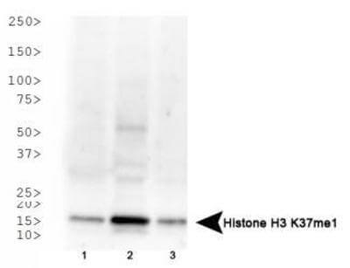 Histone H3 K37me1 antibody