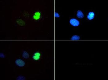 Histone H3 K4me1/pT6 antibody