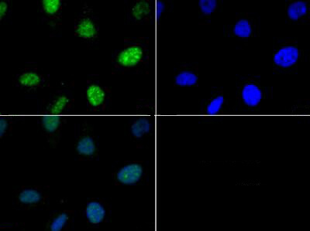 Histone H3 pT6 antibody