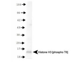 Histone H3 pT6 antibody