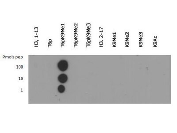 Histone H3 K9me1/pT6 antibody