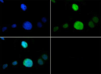 Histone H3 K9me1/pT6 antibody