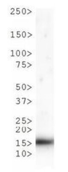 Histone H3 K9me1/pT6 antibody