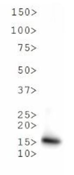 Histone H3 K9me1/pT6 antibody