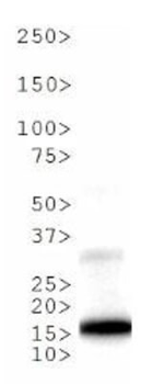 Histone H3 K9me1/pT6 antibody