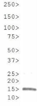 Histone H3 R8me2s antibody