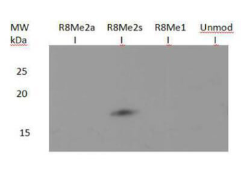 Histone H3 R8me2s antibody