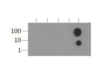 Histone H3 K9ac antibody