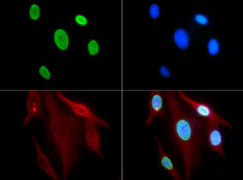 Histone H3 K9ac antibody