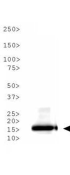 Histone H3 K9ac antibody