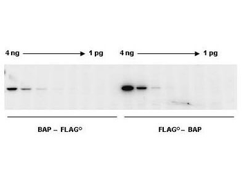 Chemiluminescent Western Blot Kit