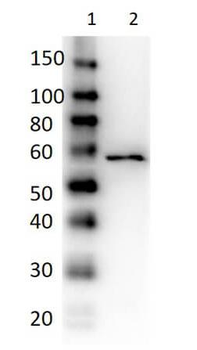 Dextranase antibody (Peroxidase)