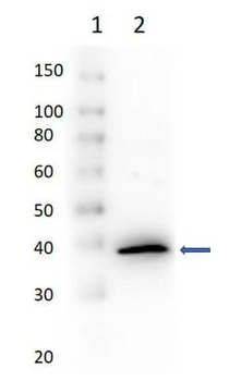 Mutarotase antibody (Peroxidase)