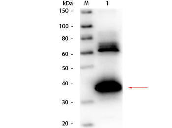 Uricase antibody (Biotin)