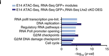 GFP antibody