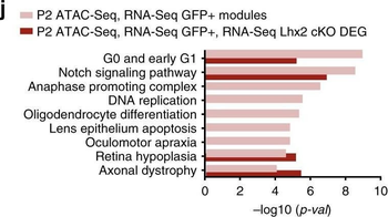 GFP antibody