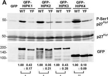 GFP antibody