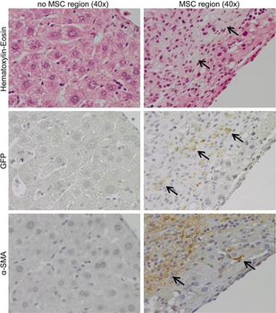 GFP antibody