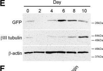 GFP antibody