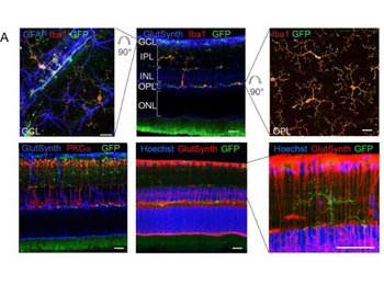 GFP antibody