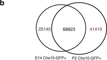 GFP antibody