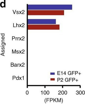 GFP antibody