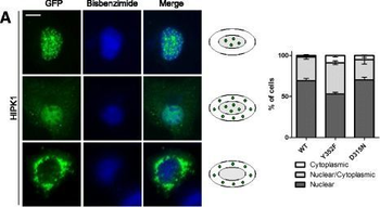 GFP antibody