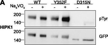 GFP antibody