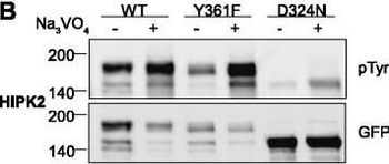 GFP antibody