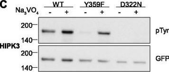 GFP antibody