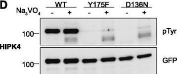 GFP antibody