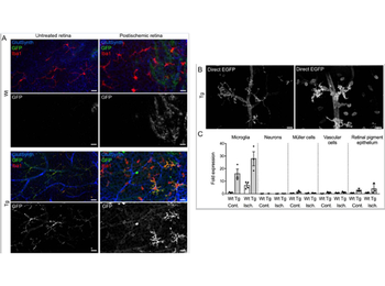 GFP antibody