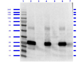 GFP antibody