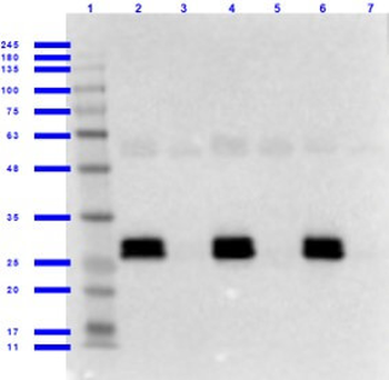 GFP antibody