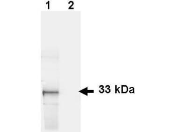 GFP antibody