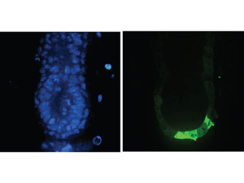 GFP antibody