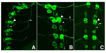 GFP antibody