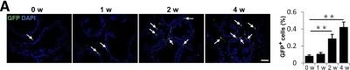 GFP antibody